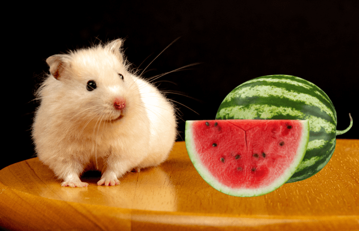 Can hamsters eat watermelon