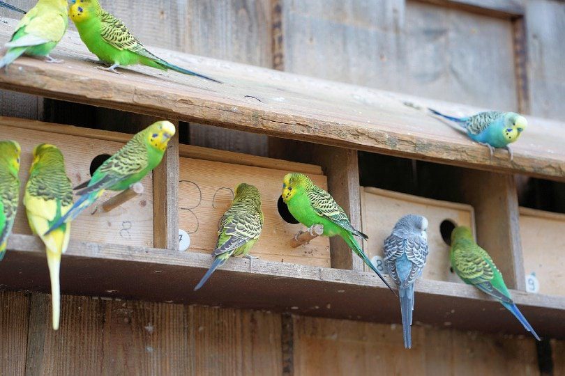 Can parakeets talk