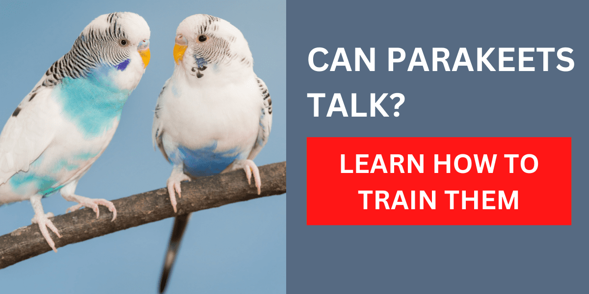 Can parakeets talk