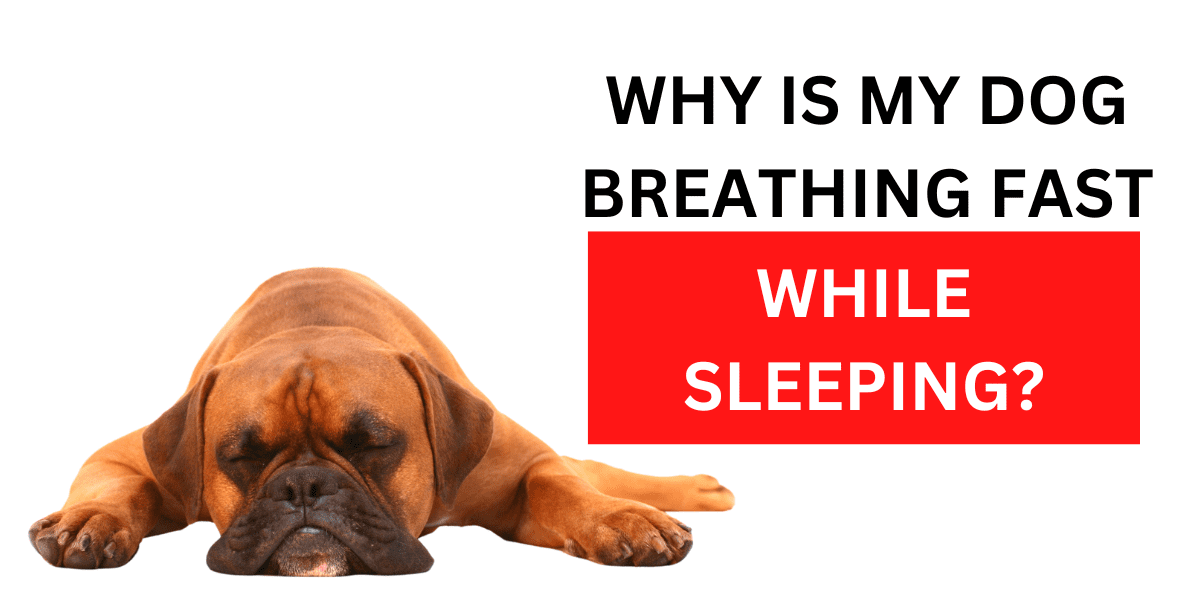 Why Is My Dog Breathing Fast While Sleeping?