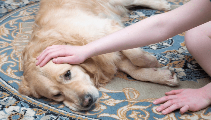Dog stroke treatment