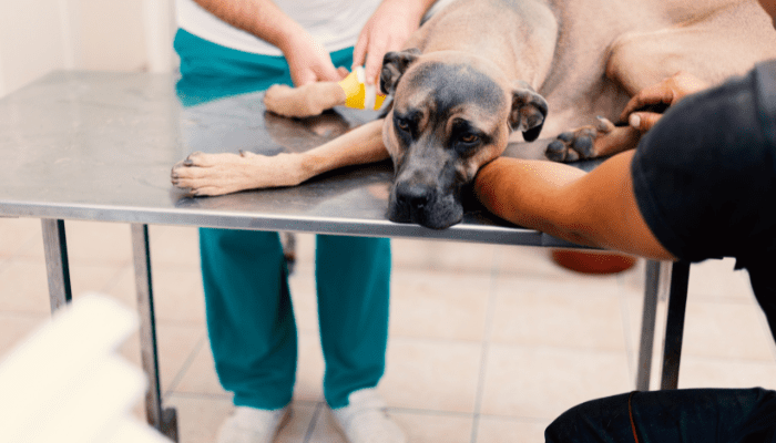 Dog stroke treatment
