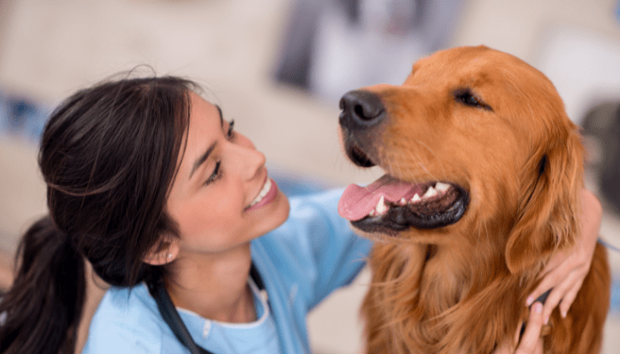 Dog stroke treatment