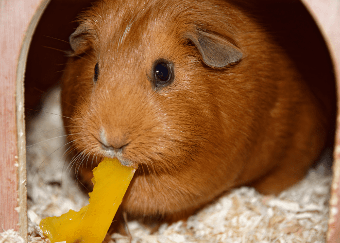 Fat hamster