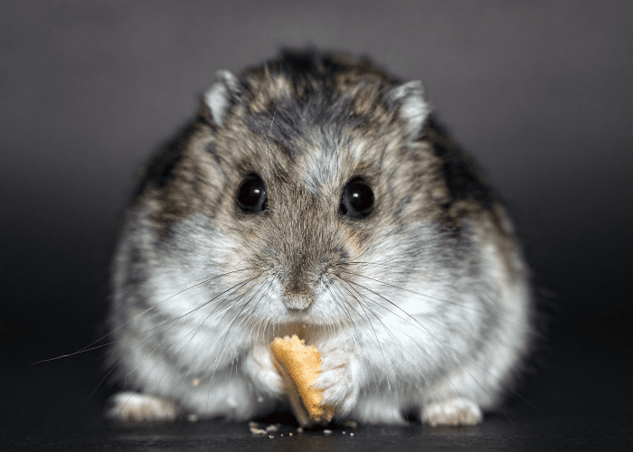 Fat hamster