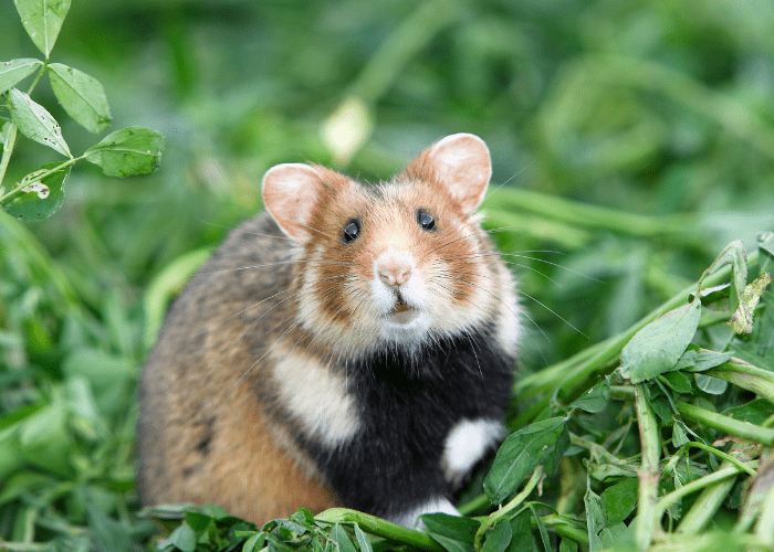 Fat hamster