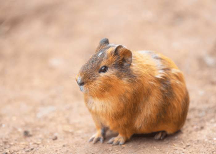 Fat hamster