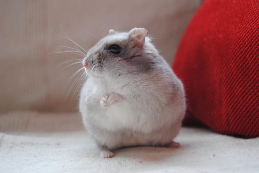 Fat hamster