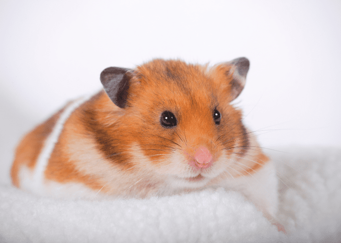 Fat hamster Fat Hamster: Here's What You Can Do To Help Lose Weight 2024