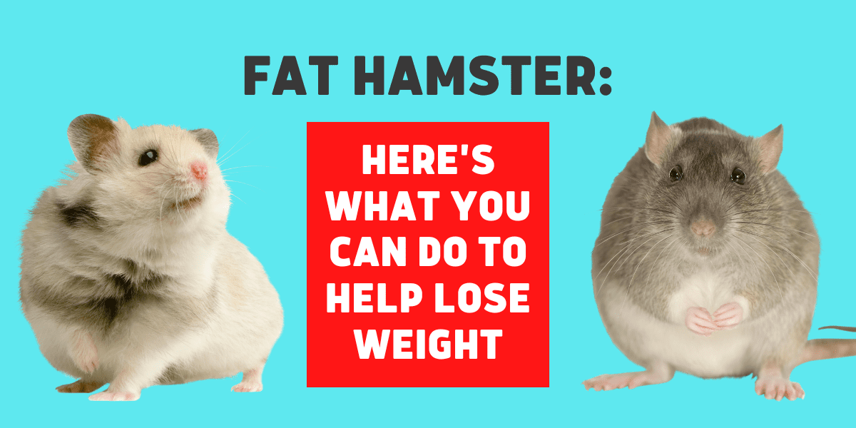 Fat Hamster: Here’s What You Can Do To Help Lose Weight 2022