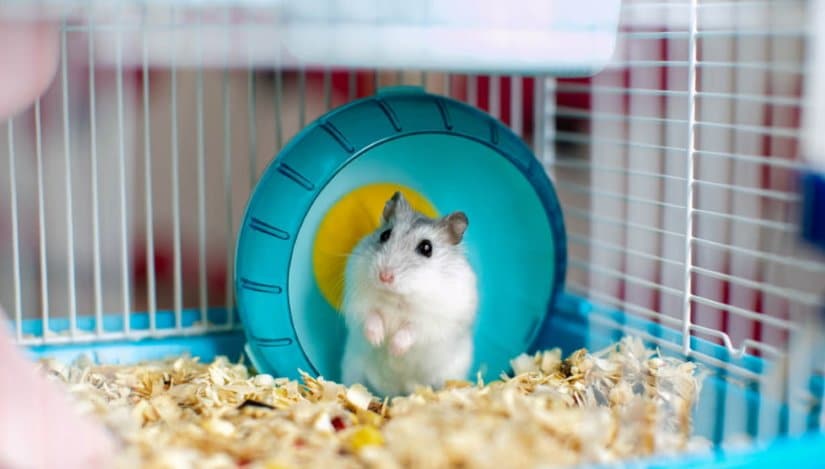 How Big Should a Hamster Cage Be