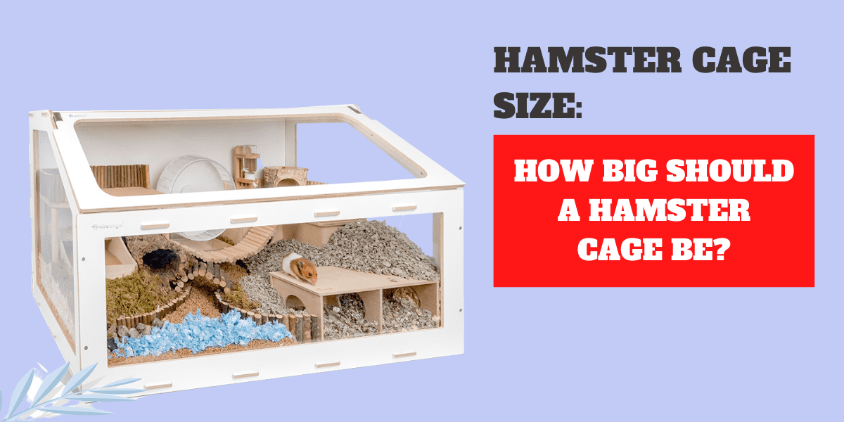 How Big Should A Hamster Cage Be: Best Practices Guide 2024
