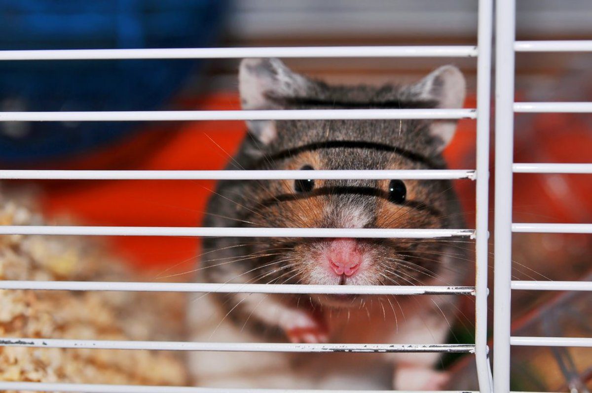 How Big Should a Hamster Cage Be