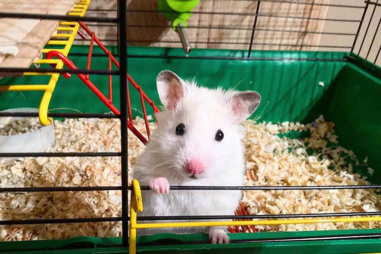 How often should you clean a hamster cage