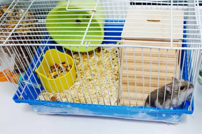 Curated visual reference: Gallery Detail: How Often Should You Clean A Hamster Cage Don T