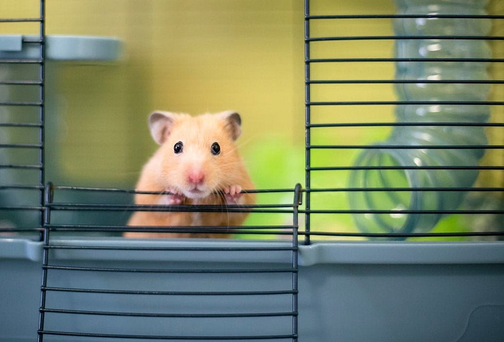 How often should you clean a hamster cage