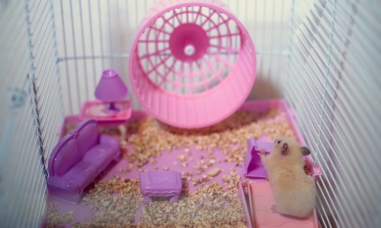 How to tame a hamster