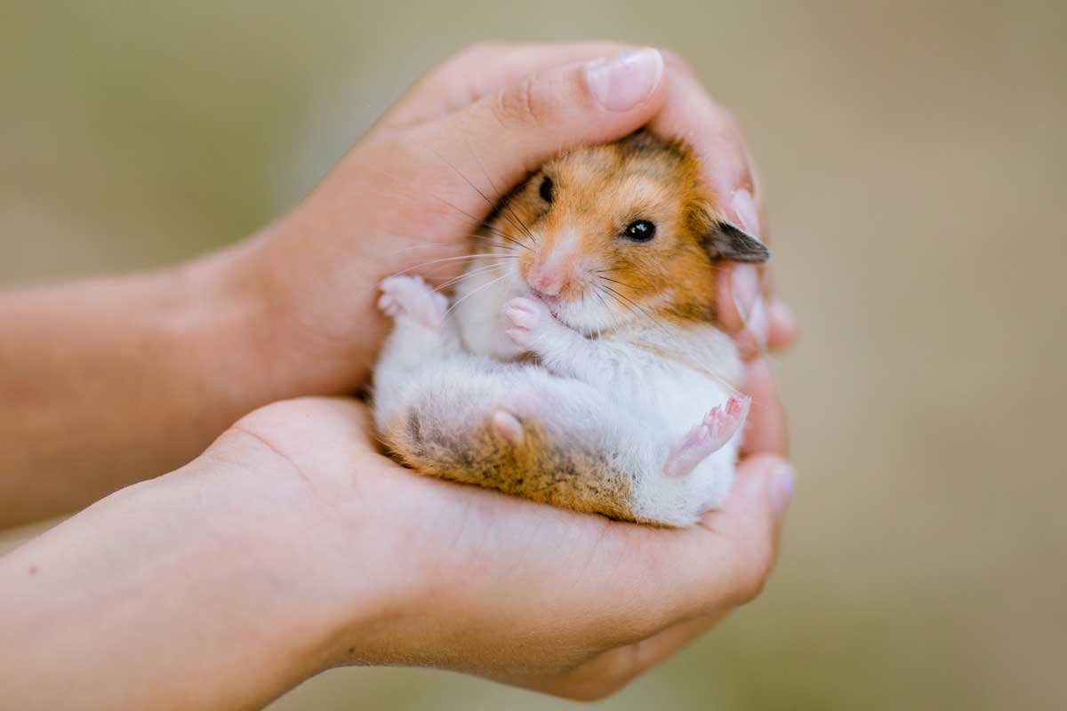 How to tame a hamster