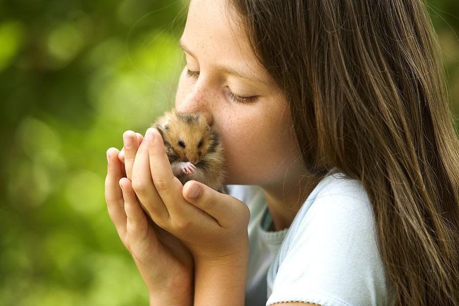 How to tame a hamster