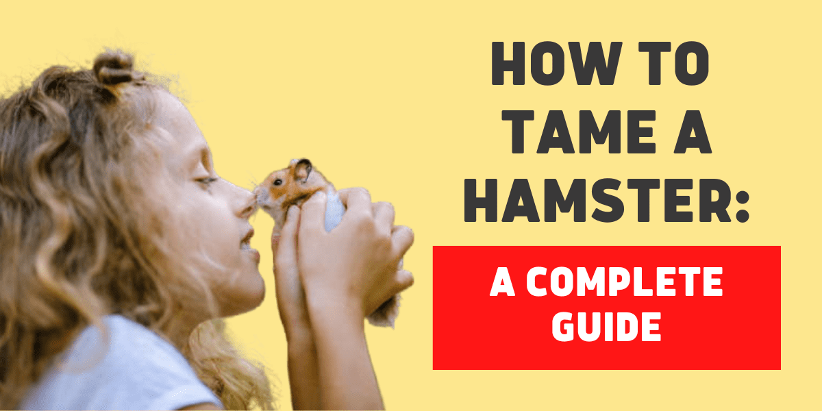How to Tame a Hamster: Your Complete Guide 2024