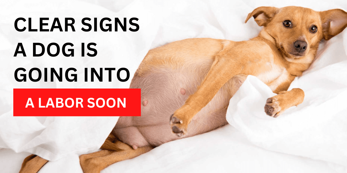 Clear Signs a Dog is Going into Labor Soon 2022