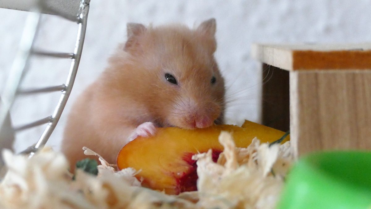 Supplies for hamsters