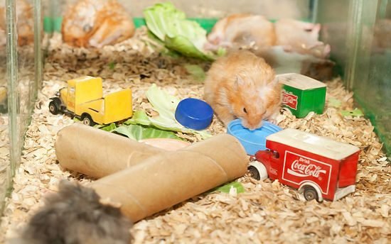 Supplies For Hamsters: Things You Absolutely Need 2024 - Hearts Of Pets