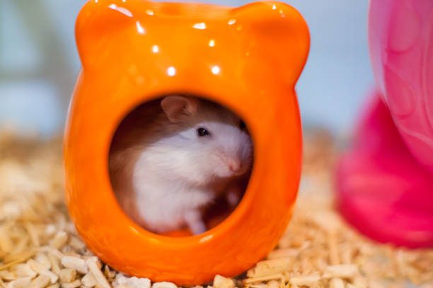 Supplies for hamsters