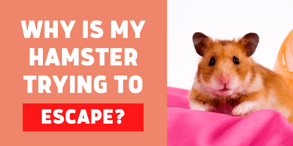 Why is My Hamster Trying to Escape: Breaking Out 101