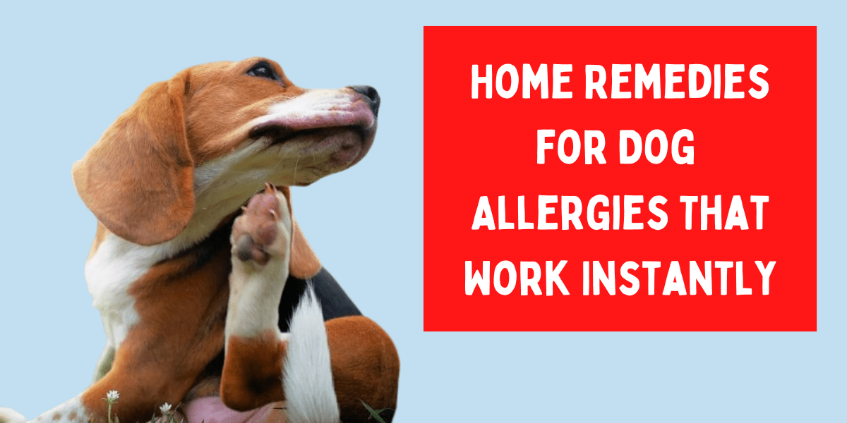 home remedies for dog allergies