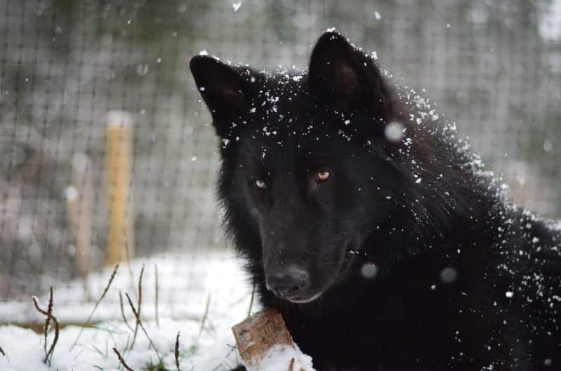 Alaskan noble companion dog