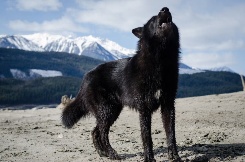 Alaskan noble companion dog