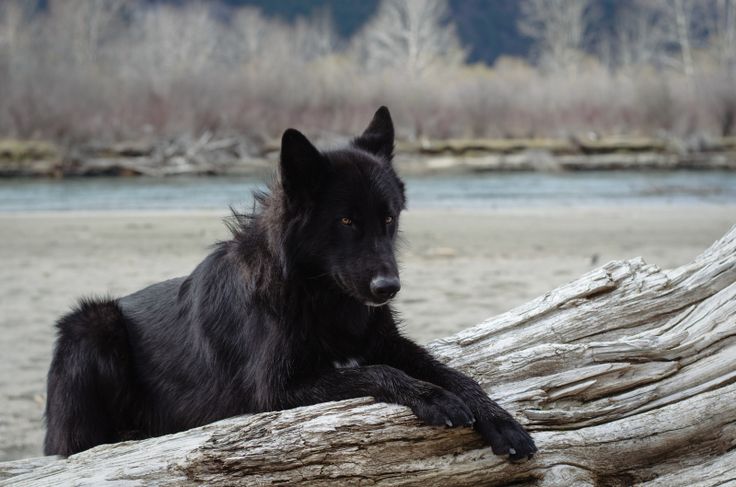 Alaskan noble companion dog