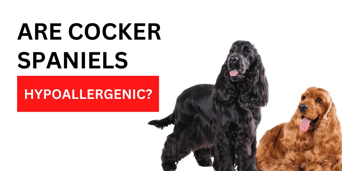 Are Cocker Spaniels Hypoallergenic? No. Here’s Why 2024
