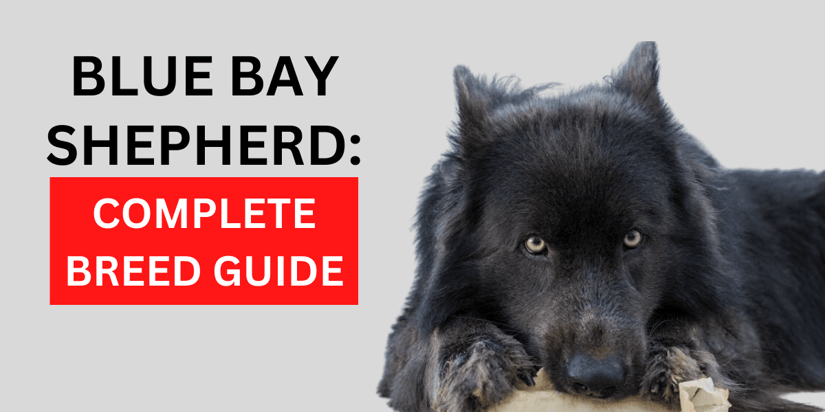 Blue Bay Shepherd: Complete Breed Guide 2022