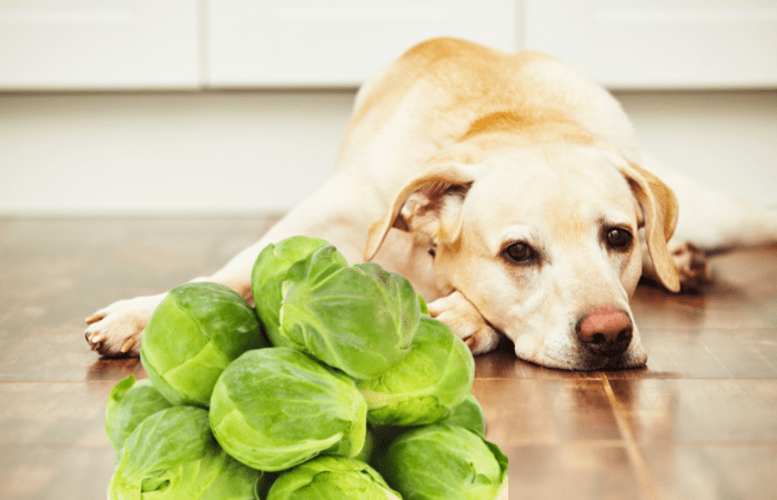 Can dogs eat brussel sprouts