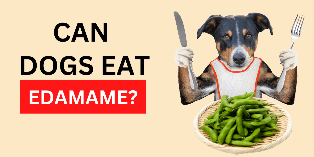 Can Dogs Eat Edamame? Yes, Technically 2024