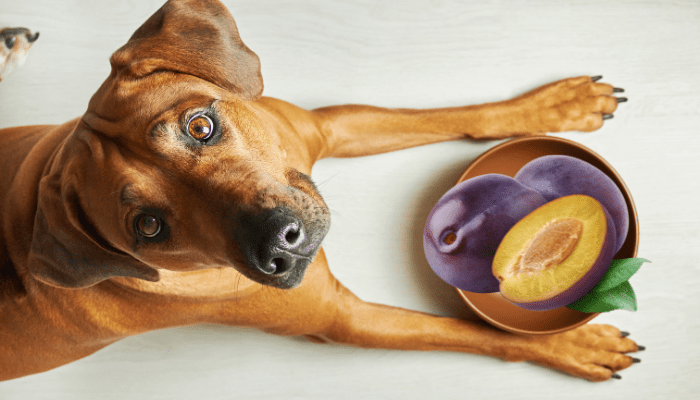 Can dogs eat plums