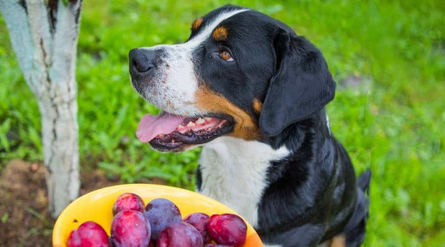 Can dogs eat plums