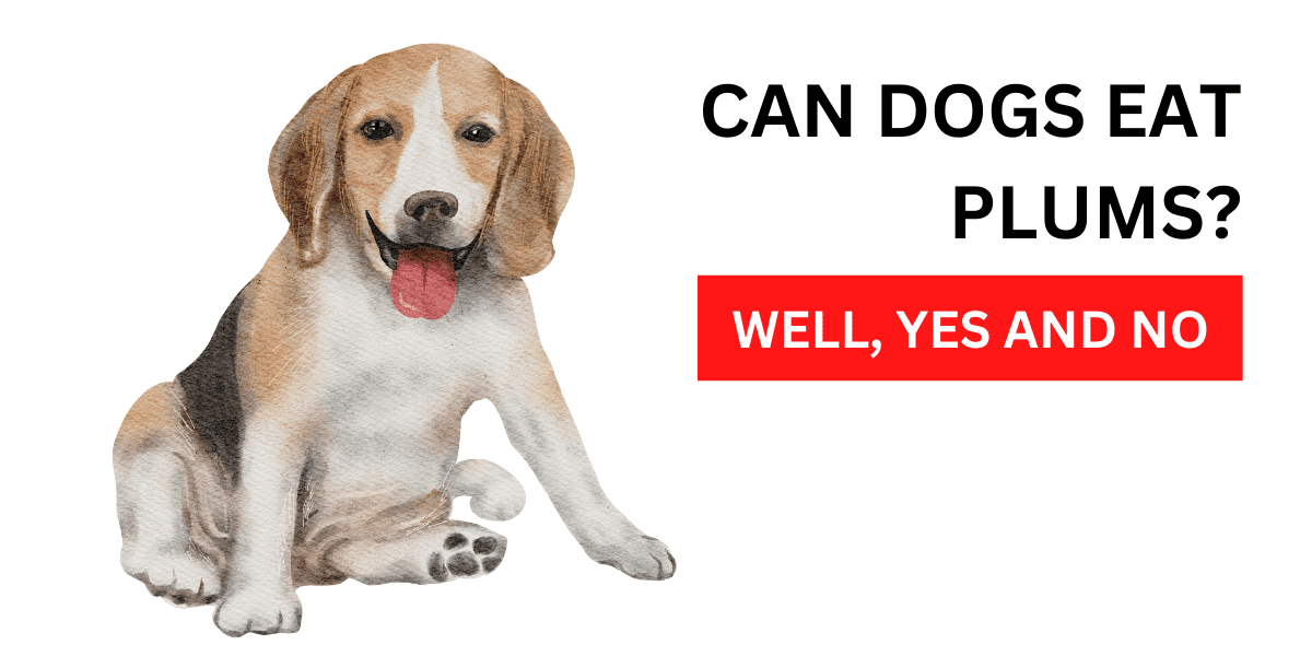 Can Dogs Eat Plums? Well, Yes And No 2024