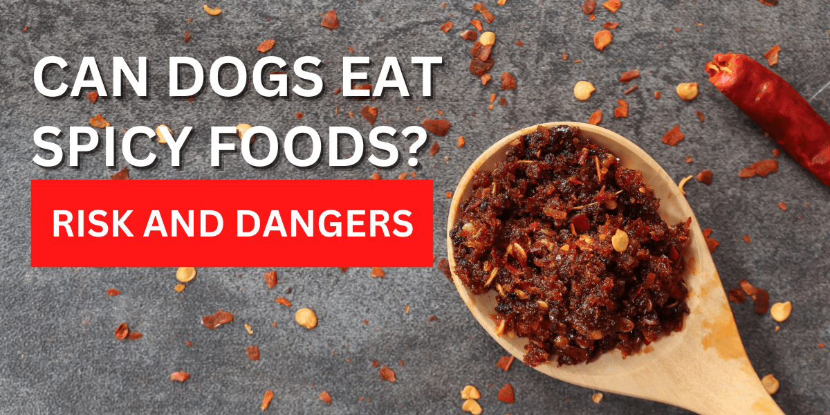 Can Dogs Eat Spicy Food? Risks And Dangers 2022