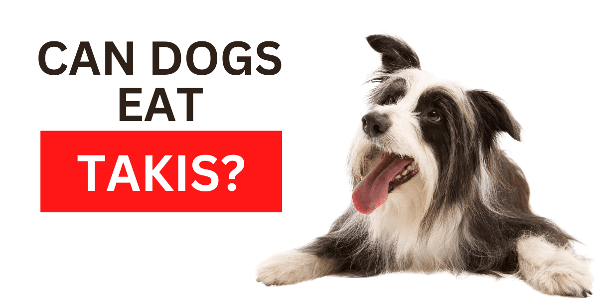Can Dogs Eat Takis? Absolutely Not, Here’s Why 2024