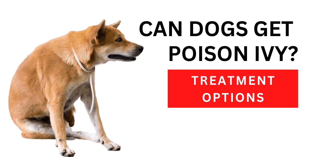Can Dogs Get Poison Ivy? Treatment Options 2024