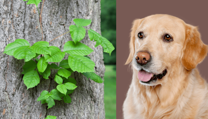 Can dogs get poison ivy