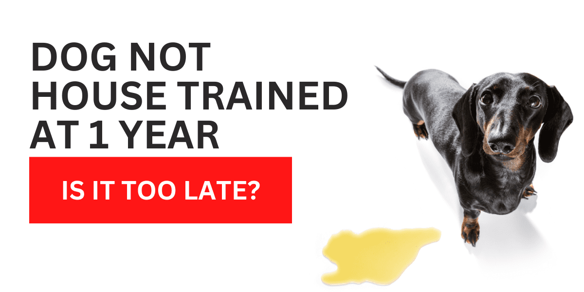 Dog Not House Trained at 1 Year – Is It Too Late? 2022