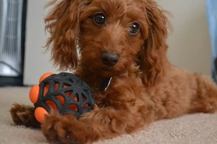Doxiepoo Doxiepoo: Complete Dog Breed Guide Updated (2024)