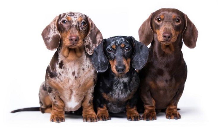 Doxiepoo Doxiepoo: Complete Dog Breed Guide Updated (2024)