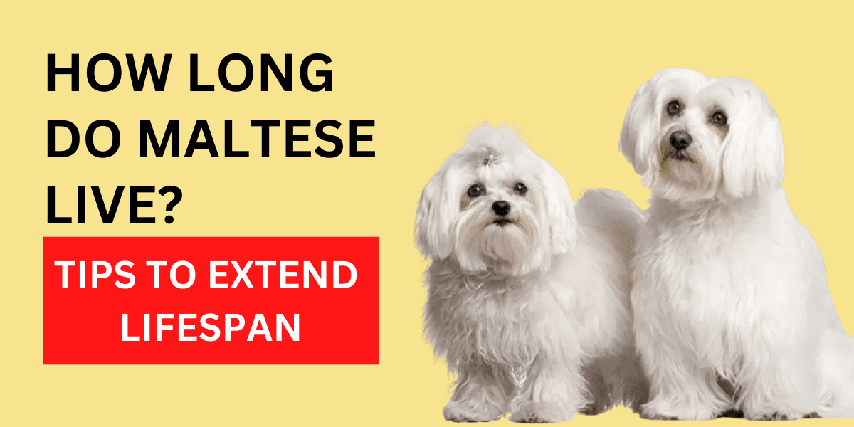 How Long Do Maltese Live? Tips To Extend Lifespan 2024