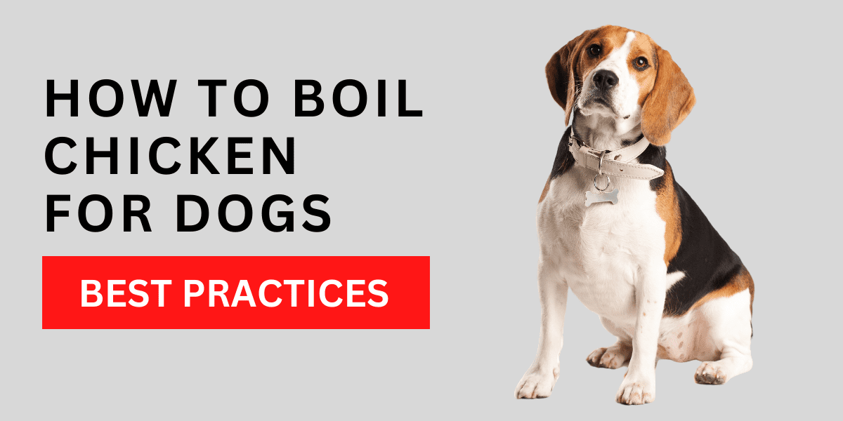 How to Boil Chicken for Dogs – Best Practices 2024