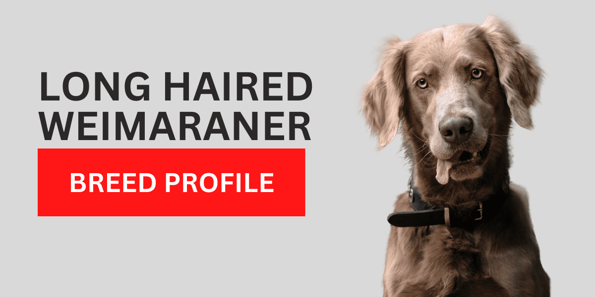 Long Haired Weimaraner: Breed Profile 2024